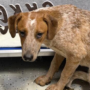 Paloma -  English Coonhound Dog for Adoption in Marion, Virginia - Paloma | PetCurious