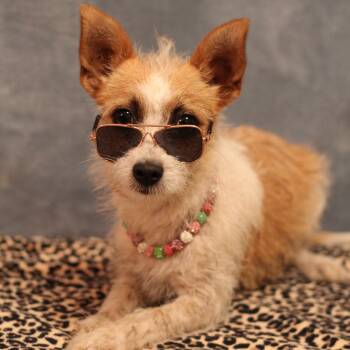 Chihuahua and Terrier Dogs Available for Adoption in Yukon, Oklahoma - Strudel | PetCurious