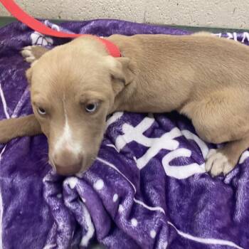 Nala (Klutter ) -  Mixed Breed Dog for Adoption in Memphis, Tennessee - Nala (Klutter ) | PetCurious