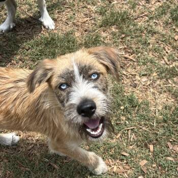 Heath -  Border Terrier Dog for Adoption in Mount Pleasant, South Carolina - Heath | PetCurious