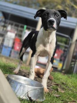 Rescue Terrier Dogs for Adoption in Dover, Arkansas - Otter | PetCurious