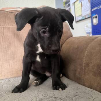 Dale -  Pit Bull Terrier and Labrador Retriever Dog for Adoption in Incline Village, Nevada - Dale | PetCurious
