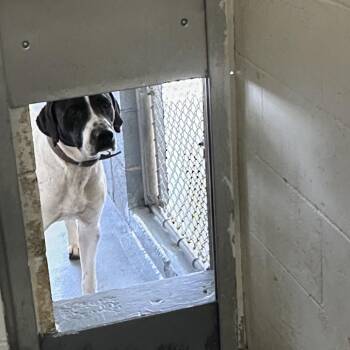 Hound Dogs Available for Adoption - Milo | PetCurious