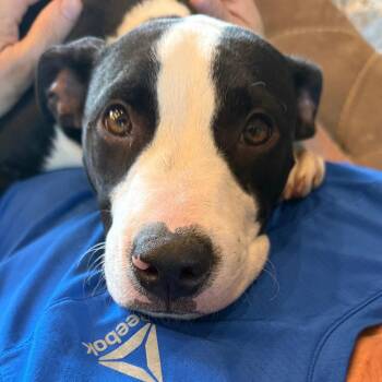 Mocha Frappe -  Terrier Dog for Adoption in Bloomfield, Connecticut - Mocha Frappe | PetCurious