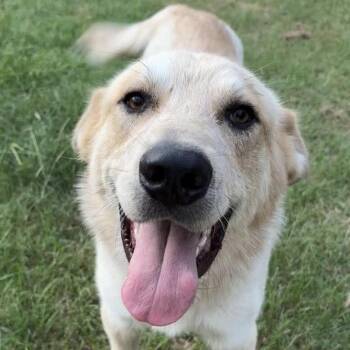 Bennu (20260829-01) -  Great Pyrenees Dog for Adoption in Niagara Falls, Ontario - Bennu (20260829-01) | PetCurious