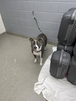 LADY BUG -  Boxer and Mixed Breed Dog for Adoption in Omaha, Nebraska - LADY BUG | PetCurious