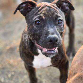 Ozzy -  Pit Bull Terrier Dog for Adoption in Sheridan, Arkansas - Ozzy | PetCurious