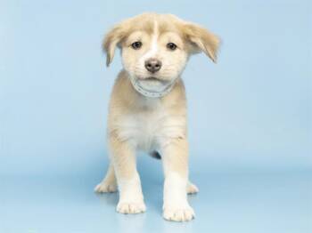 Siberian Husky and American Staffordshire Terrier Dogs Available for Adoption in Phoenix, Arizona - LUCA | PetCurious