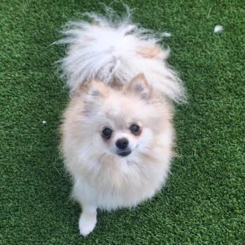 Souffle -  Pomeranian Dog for Adoption in Loxahatchee Groves, Florida - Souffle | PetCurious