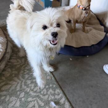 Chase -  Pomeranian and Maltipoo Dog for Adoption in Lafayette, California - Chase | PetCurious