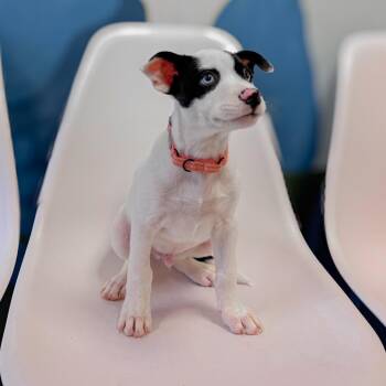 Glacier -  Husky and Mixed Breed Dog for Adoption in Springboro, Ohio - Glacier | PetCurious