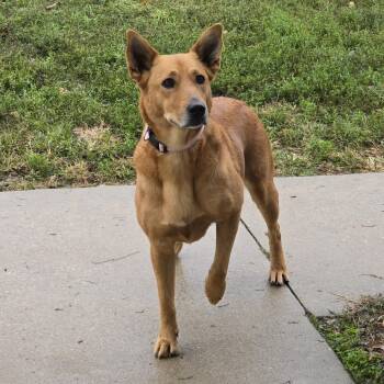 Rescue Cattle Dog and Mixed Breed Dogs for Adoption in Aurora, Missouri - AURO-Robin | PetCurious