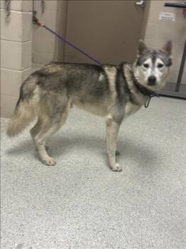 A432659 -  Siberian Husky and Mixed Breed Dog for Adoption in Conroe, Texas - A432659 | PetCurious