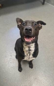 Starfish -  Labrador Retriever and Cattle Dog Dog for Adoption in Amherst, Virginia - Starfish | PetCurious