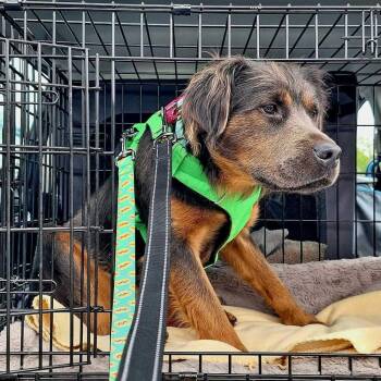 Mixed Breed Dogs Available for Adoption in Silver Spring, Maryland - Wyoming | PetCurious