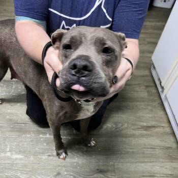 Karma -  Mixed Breed Dog for Adoption in Summerville, South Carolina - Karma | PetCurious