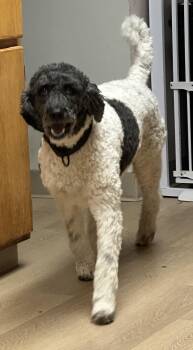 Standard Poodle Dogs Available for Adoption - Ruthie | PetCurious