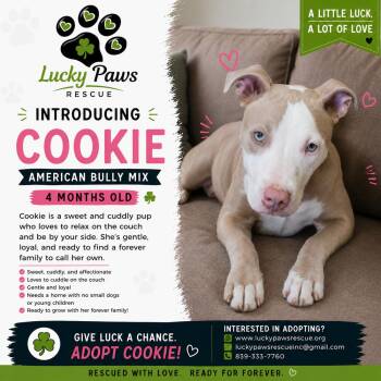 Cookie -  American Staffordshire Terrier and American Bully Dog Available for Adoption in Oswego, South Carolina - Cookie | PetCurious