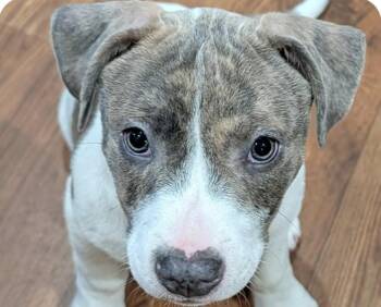 Pit Bull Terrier Dogs Available for Adoption - Chelsea | PetCurious