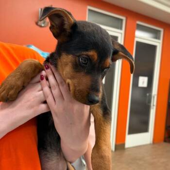 WAGS-Stray-22212 -  Shepherd and Mixed Breed Dog for Adoption in Westminster, California - WAGS-Stray-22212 | PetCurious