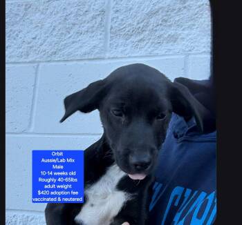Australian Shepherd and Labrador Retriever Dogs Available for Adoption in Oviedo, Florida - Orbit | PetCurious