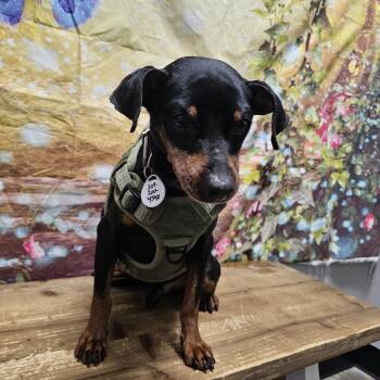 Horchata -  Miniature Pinscher Dog for Adoption in Normal, Illinois - Horchata | PetCurious
