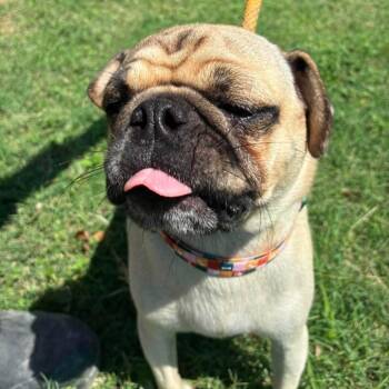 Pumba BW -  Pug Dog for Adoption in Austin, Texas - Pumba BW | PetCurious