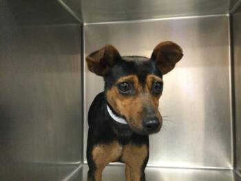 Terrier and Mixed Breed Dogs Available for Adoption - ACORN | PetCurious