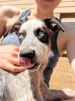 Voorg -  Australian Cattle Dog Blue Heeler Dog for Adoption in Fort Lupton, Colorado - Voorg | PetCurious
