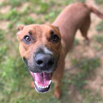 Sonny -  Mixed Breed Dog for Adoption in Chattanooga, Tennessee - Sonny | PetCurious
