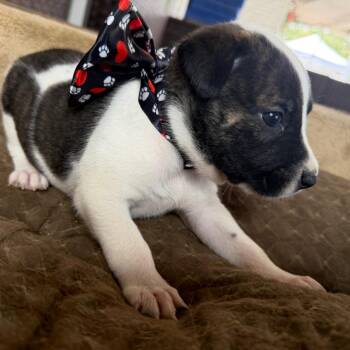 Sammy -  Australian Cattle Dog Blue Heeler Dog for Adoption in Aledo, Texas - Sammy | PetCurious