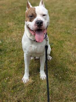 Achilles -  American Bulldog Dog for Adoption in Vancouver, Washington - Achilles | PetCurious
