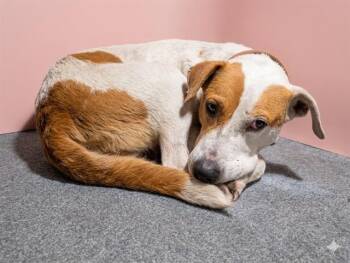 Mixed Breed Dogs Available for Adoption in Jacksonville, Florida - CHARLOTTE | PetCurious