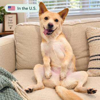 Hugo -  Jindo Dog for Adoption in San Diego, California - Hugo | PetCurious