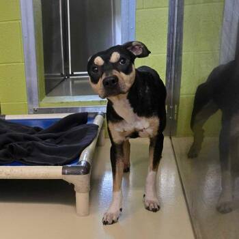 Rat Terrier and Chihuahua Dogs Available for Adoption - Unagi | PetCurious