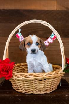 481-26 -  Australian Cattle Dog Blue Heeler Dog for Adoption in Brighton, Colorado - 481-26 | PetCurious