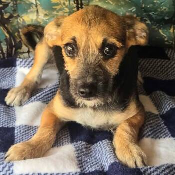 Sneezy -  Chihuahua and Miniature Schnauzer Dog for Adoption in Tylertown, Mississippi - Sneezy | PetCurious