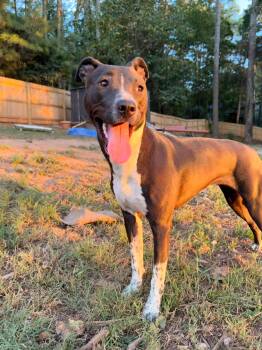 Nova -  Mixed Breed Dog for Adoption in Huntsville, Alabama - Nova | PetCurious