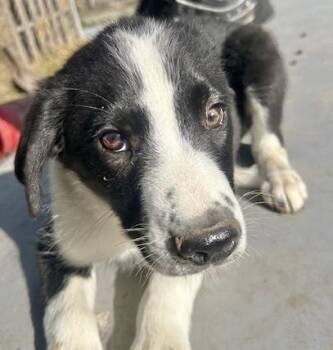 Border Collie Dogs Available for Adoption in Manchester, Connecticut - Skipper | PetCurious