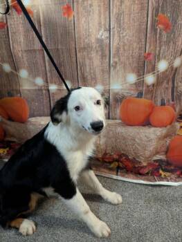 Aspen -  Australian Shepherd Dog for Adoption in Brewster, New York - Aspen | PetCurious