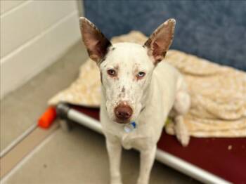 Australian Cattle Dog Blue Heeler and German Shepherd Dog Dogs Available for Adoption - RUMBLE | PetCurious