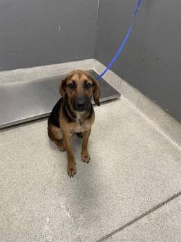 PHOPE -  Black Mouth Cur and Beagle Dog for Adoption in Tallahassee, Florida - PHOPE | PetCurious
