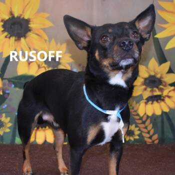 Chihuahua Dogs Available for Adoption - Rusoff/Ollie | PetCurious