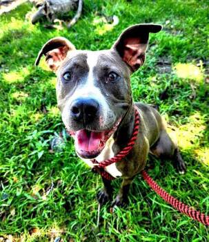 LOONEY BIRD -  Mixed Breed Dog for Adoption in Jacksonville, Florida - LOONEY BIRD | PetCurious