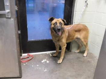 DAGGER -  German Shepherd Dog Dog for Adoption in Tulsa, Oklahoma - DAGGER | PetCurious