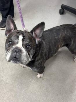 Hades -  Mixed Breed Dog for Adoption in West Chester, Pennsylvania - Hades | PetCurious