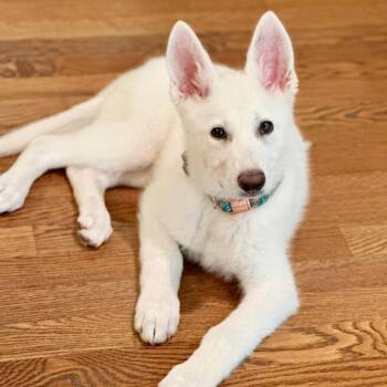Cloud -  German Shepherd Dog Dog for Adoption in Tunica, Mississippi - Cloud | PetCurious