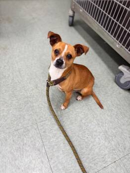 Chihuahua and Shih Tzu Dogs Available for Adoption in Danielsville, Georgia - Appa | PetCurious