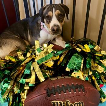 Beignet -  Catahoula Leopard Dog Dog for Adoption in Tipton, Indiana - Beignet | PetCurious