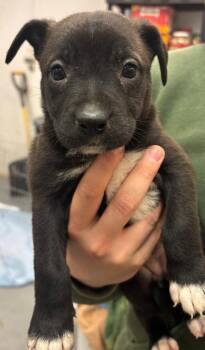 Pit Bull Terrier and Mixed Breed Dogs Available for Adoption - Kona | PetCurious